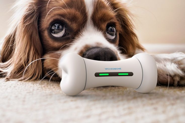 Top Tech Gadgets for Smarter Pet Parenting
